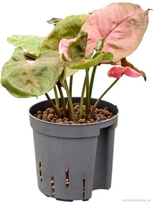 Syngonium 'Strawberry ice' - Vaxtinredarna.se