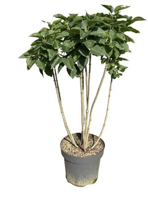 Syringa vulgaris 'Mme Lemoine' - Vaxtinredarna.se
