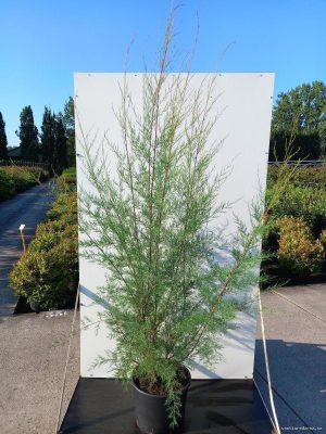 Tamarix parviflora 'Hulsdonk White' - Vaxtinredarna.se