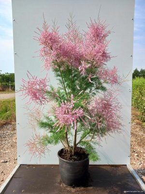 Tamarix ramosissima 'Pink Cascade' - Vaxtinredarna.se