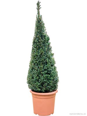 Taxus baccata - Vaxtinredarna.se