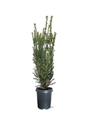 Taxus media 'Hillii' - Vaxtinredarna.se