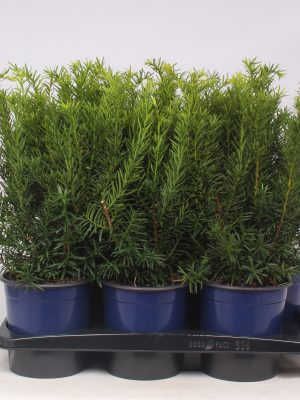 Taxus x media 'Densiformis' - Vaxtinredarna.se