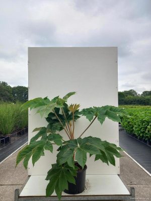 Tetrapanax papyrifer 'Rex' - Vaxtinredarna.se