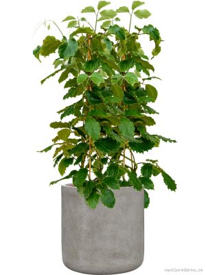 Tetrastigma voinierianum in Antwerp - Vaxtinredarna.se