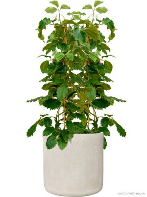 Tetrastigma voinierianum in Antwerp - Vaxtinredarna.se