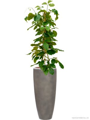 Tetrastigma voinierianum in Baq Nucast - Vaxtinredarna.se