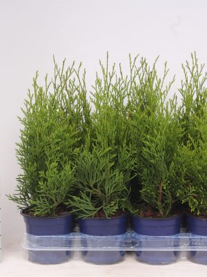 Thuja occidentalis 'Smaragd' - Vaxtinredarna.se