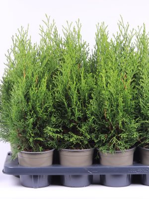 Thuja occidentalis 'Smaragd' - Vaxtinredarna.se