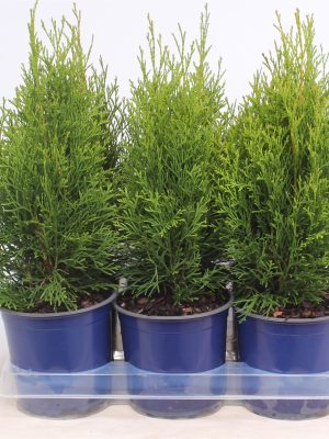 Thuja occidentalis 'Smaragd' - Vaxtinredarna.se