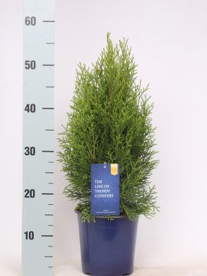Thuja occidentalis 'Smaragd' - Vaxtinredarna.se