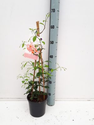 Trachelospermum jasminoides - Vaxtinredarna.se