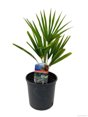 Trachycarpus fortunei - Vaxtinredarna.se