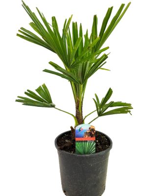 Trachycarpus fortunei - Vaxtinredarna.se