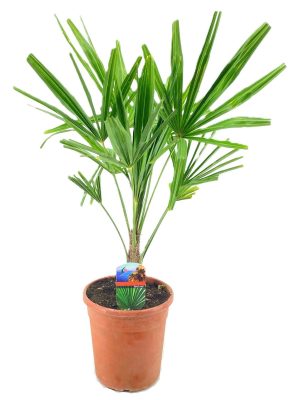 Trachycarpus fortunei - Vaxtinredarna.se