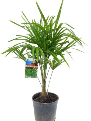 Trachycarpus fortunei - Vaxtinredarna.se