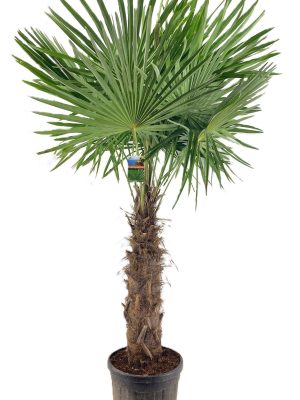 Trachycarpus fortunei - Vaxtinredarna.se
