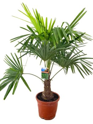 Trachycarpus fortunei - Vaxtinredarna.se