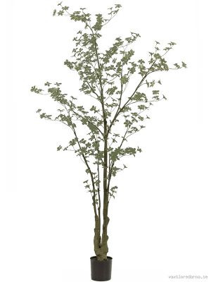 Tropaeolum - Vaxtinredarna.se