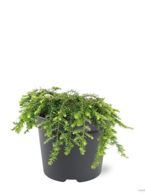 Tsuga canadensis 'Coles Prostrate' - Vaxtinredarna.se