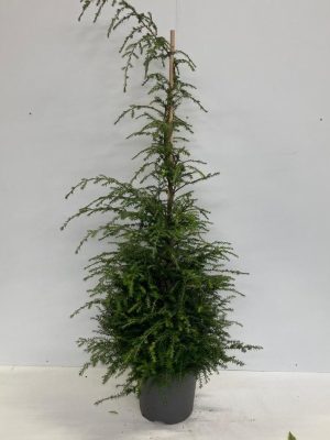 Tsuga canadensis - Vaxtinredarna.se