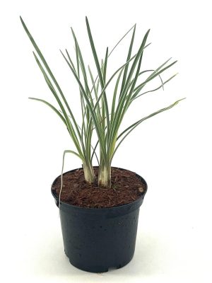 Tulbaghia violacea 'Silver Lace' - Vaxtinredarna.se