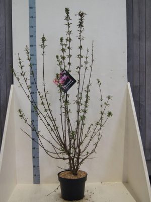 Viburnum bodnantense 'Dawn' - Vaxtinredarna.se