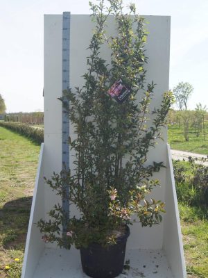 Viburnum bodnantense 'Dawn' - Vaxtinredarna.se