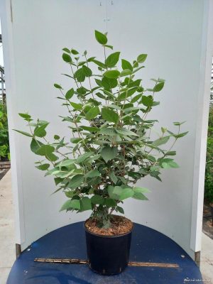 Viburnum carlesii 'Aurora' - Vaxtinredarna.se