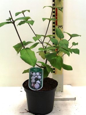 Viburnum carlesii - Vaxtinredarna.se