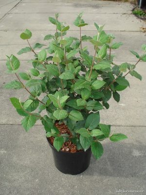 Viburnum carlesii - Vaxtinredarna.se