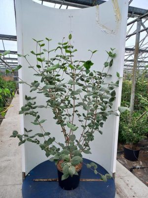 Viburnum carlesii 'Juddii' - Vaxtinredarna.se