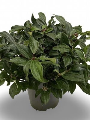 Viburnum davidii - Vaxtinredarna.se