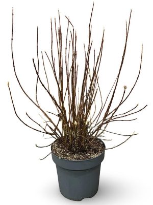 Viburnum farreri 'December Dwarf' - Vaxtinredarna.se