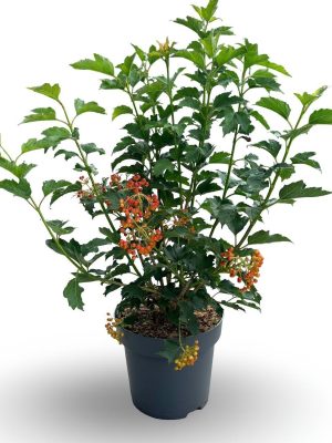 Viburnum opulus 'Compactum' - Vaxtinredarna.se
