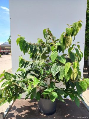 Viburnum plicatum 'Mariesii' - Vaxtinredarna.se