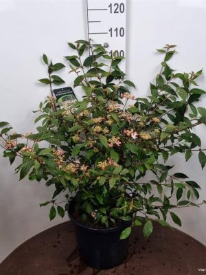 Viburnum plicatum 'Molly Schroeder' - Vaxtinredarna.se
