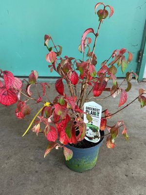 Viburnum plicatum 'Newport' - Vaxtinredarna.se