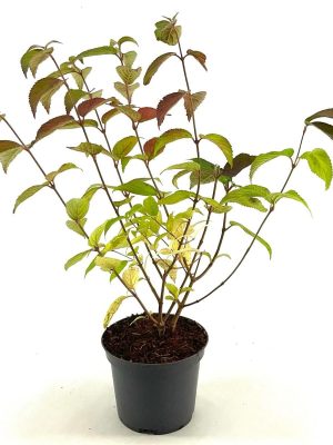Viburnum plicatum 'Shasta' - Vaxtinredarna.se