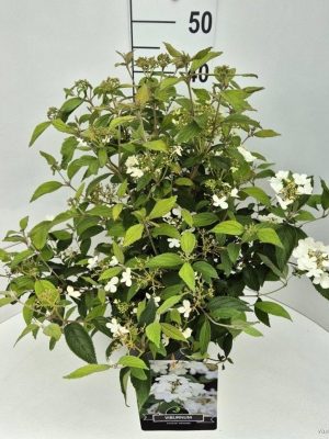 Viburnum plicatum 'Watanabe' - Vaxtinredarna.se