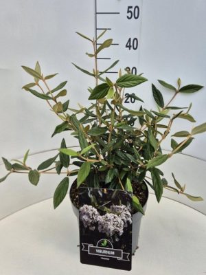 Viburnum 'Pragense' - Vaxtinredarna.se
