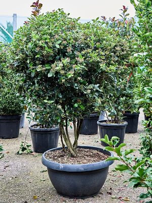 Viburnum tinus (170-190) - Vaxtinredarna.se