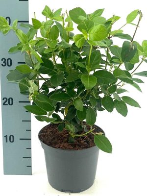 Viburnum tinus 'Eve Price' - Vaxtinredarna.se
