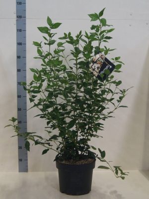Viburnum tinus - Vaxtinredarna.se