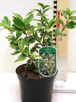 Viburnum tinus 'Variegatum' - Vaxtinredarna.se
