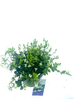 Vinca minor 'Alba' - Vaxtinredarna.se