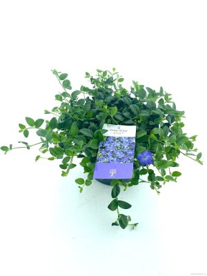 Vinca minor 'Anna' - Vaxtinredarna.se