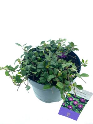 Vinca minor 'Atropurpurea' - Vaxtinredarna.se