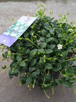 Vinca minor Elisa - Vaxtinredarna.se