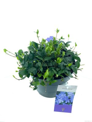 Vinca minor - Vaxtinredarna.se